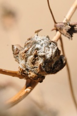 Rhopalomyia erigerontis