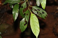 Alangium polyosmoides tomentosum