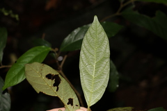 Alangium polyosmoides tomentosum