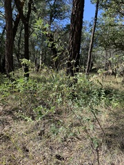 Indigofera sphaerocarpa