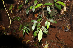 Alangium polyosmoides tomentosum