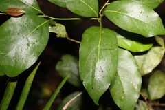 Endiandra muelleri muelleri