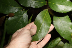 Endiandra muelleri muelleri