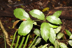 Endiandra muelleri muelleri