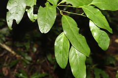 Cryptocarya erythroxylon