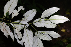 Cryptocarya erythroxylon