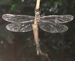 Idionyx gomantakensis