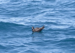 Procellaria aequinoctialis