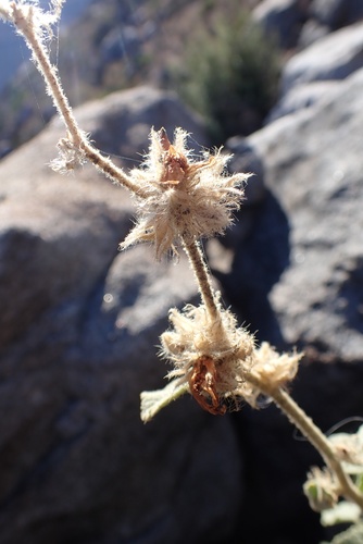 Image of Malacothamnus densiflorus by (c) Madeleine Claire, some rights reserved (CC BY)