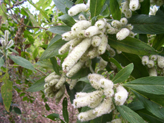 Angiospermae