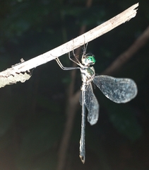 Idionyx gomantakensis