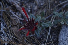 Monardella macrantha macrantha
