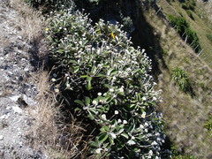 Pachystegia insignis