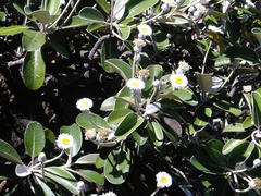 Pachystegia insignis