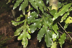 Stenocarpus sinuatus