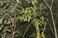 Stenocarpus sinuatus