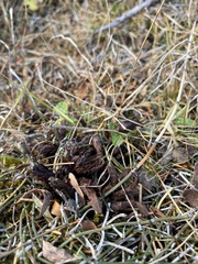 Mannagettaea hummelii