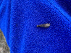 Mannagettaea hummelii