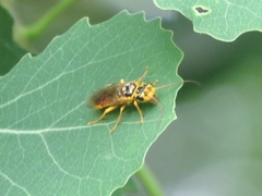 Pamphilius histrio