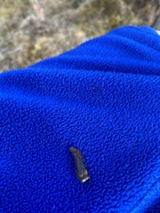 Mannagettaea hummelii