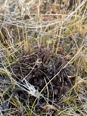 Mannagettaea hummelii