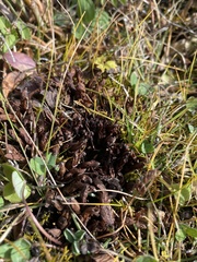 Mannagettaea hummelii