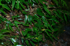 Rubus liui