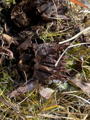 Mannagettaea hummelii