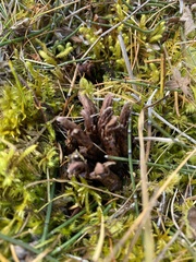 Mannagettaea hummelii