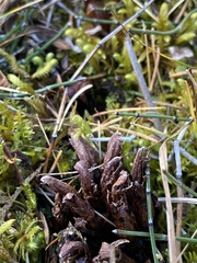 Mannagettaea hummelii