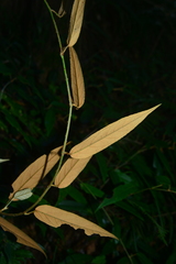 Rubus liui