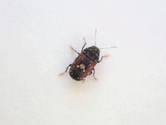 Notochoragus crassus