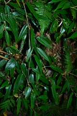 Rubus liui