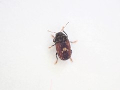 Notochoragus crassus