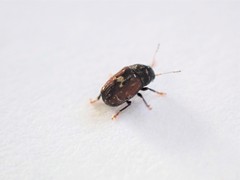 Notochoragus crassus