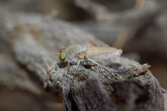 Aristothereva eversmanni