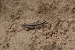 Pyrgomorpha bispinosa