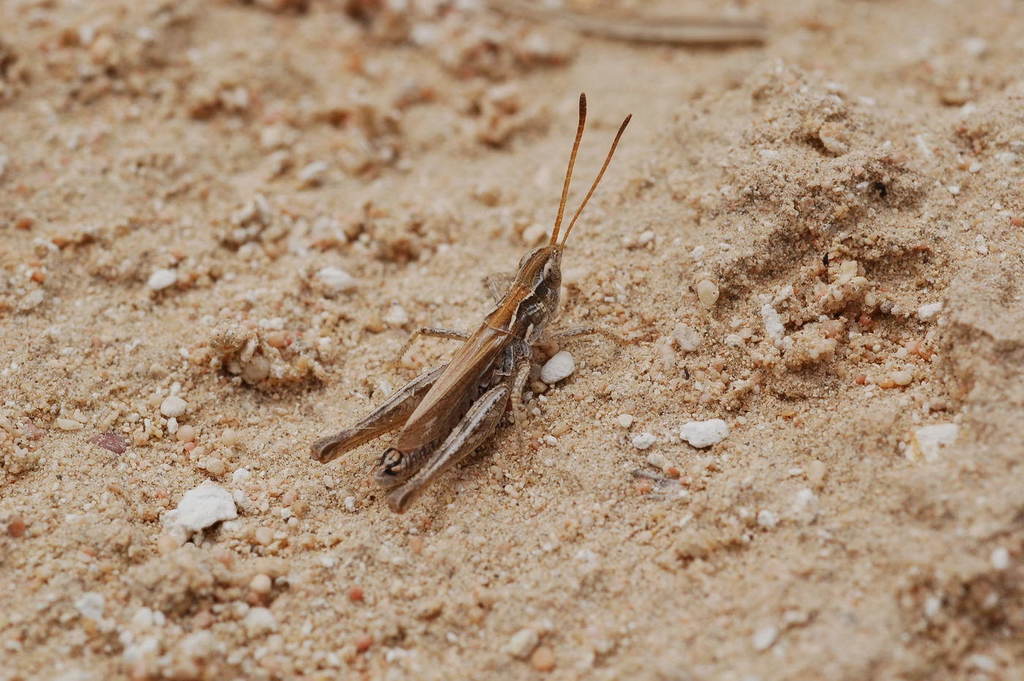 Aeropedellus volgensis