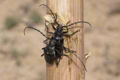 Neoplocaederus scapularis