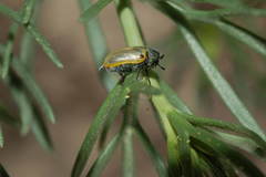 Labidostomis senicula