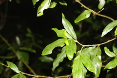 Atractocarpus chartaceus