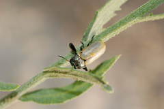 Labidostomis senicula