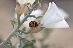 Convolvulus fruticosus