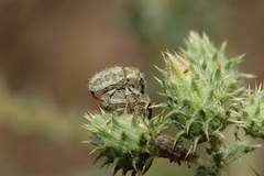 Eustenopus lanuginosus