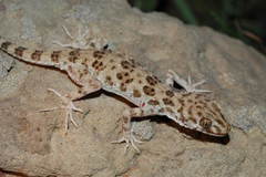 Tenuidactylus caspius