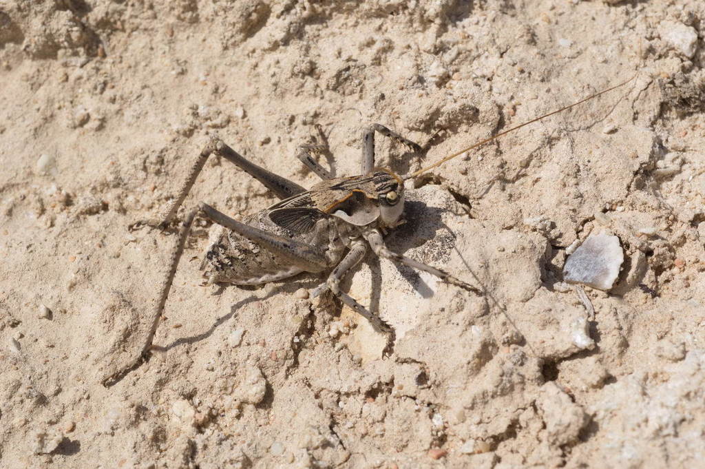 Ceraeocercus fuscipennis