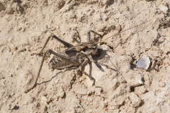 Ceraeocercus fuscipennis