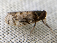 Tachycixius pilosus