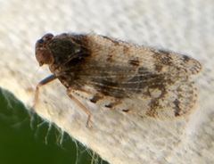 Tachycixius pilosus