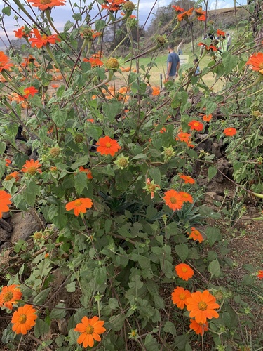 Tithonia rotundifolia observed 2021-10-14